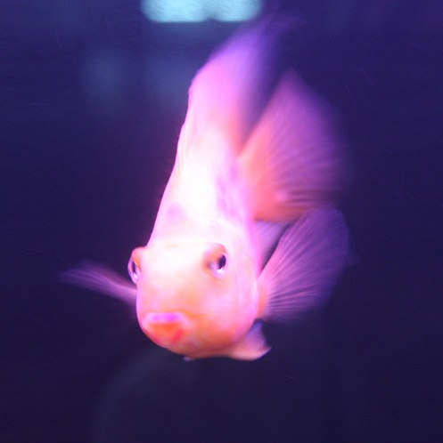 供应水族灯/水簇灯/鱼类观赏灯/水草灯